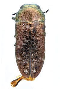 Diphucrania minutissima, PL0464, male, from Calytrix tetragona, SL